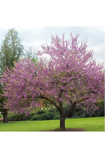 Церцис європейський у дорослому віці 